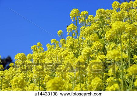 Stock Photo - Rape blossoms. Fotosearch