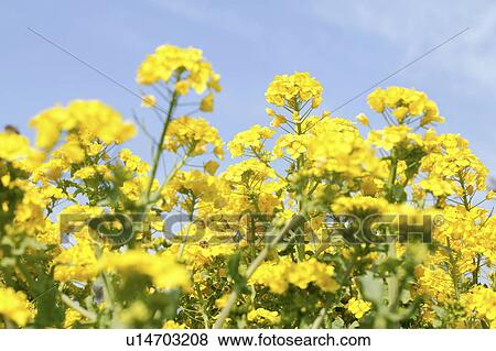 Stock Photo - Rape blossoms. Fotosearch