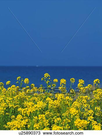 Stock Image - Rape blossoms with the ocean in the background, Tateyama, Chiba Prefecture, Japan. Fotosearch