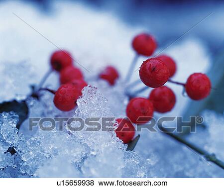 Stock Photo - Red berries surrounded by melting snow. Fotosearch