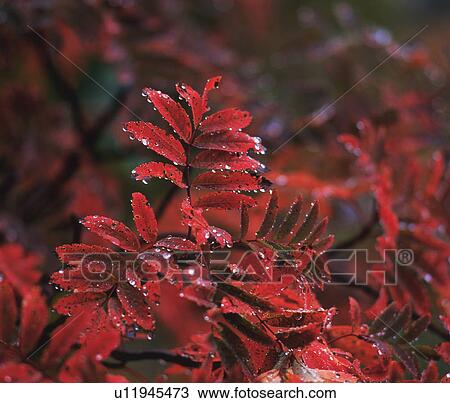 Stock Image - Red leaves. Fotosearch