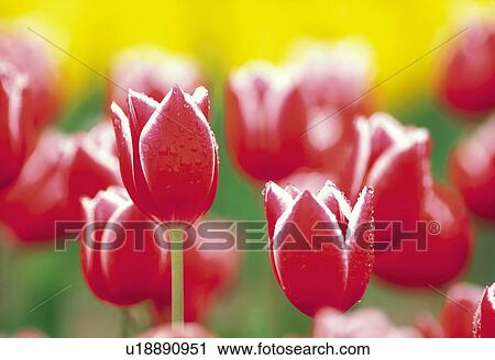 Red tulips View Large Photo Image Stock Image - Red tulips. Fotosearch