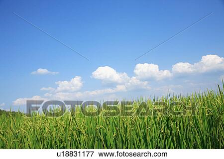 Rice field, Ikaruga-Machi, Nara Prefecture, Japan View Large Photo Image Stock Photo - Rice field, Ikaruga-Machi, Nara Prefecture, Japan. Fotosearch