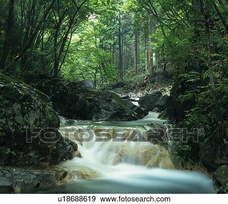 River flowing through a forest View Large Photo Image Stock Photo - River flowing through a forest. Fotosearch