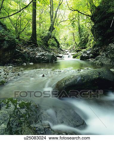 River running through a grove of trees View Large Photo Image Picture - River running through a grove of trees. Fotosearch