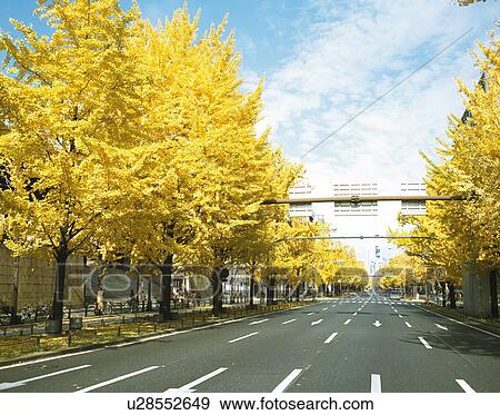 Road lined with gingko trees in Midosuji, Japan View Large Photo Image Stock Photo - Road lined with gingko trees in Midosuji, Japan. Fotosearch