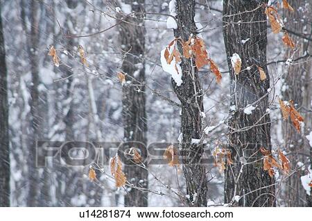 Picture - Roadside trees covered in falling snow, Senboku, Akita Prefecture, Japan. Fotosearch