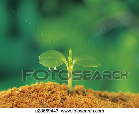 Rose balsam sprout with dew drop View Large Photo Image Stock Photo - Rose balsam sprout with dew drop. Fotosearch