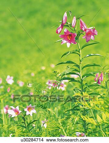 Rosy Lily, Minami-Aizu-machi, Fukushima Prefecture, Japan View Large Photo Image Picture - Rosy Lily, Minami-Aizu-machi, Fukushima Prefecture, Japan. Fotosearch