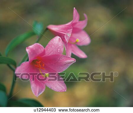 Stock Image - Rosy lily. Fotosearch