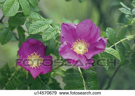 Rugosa rose View Large Photo Image Stock Photo - Rugosa rose. Fotosearch