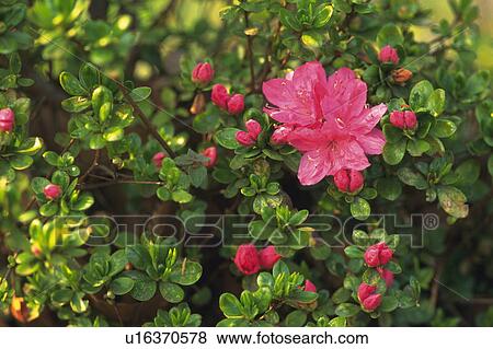 Stock Photo - Satsuki azalea. Fotosearch