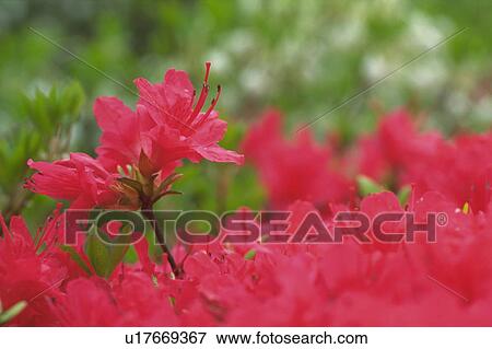 Stock Photo - Satsuki azalea. Fotosearch