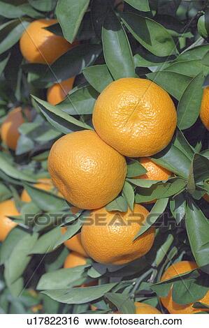 Satsuma mandarins growing on a tree View Large Photo Image Stock Photograph - Satsuma mandarins growing on a tree. Fotosearch
