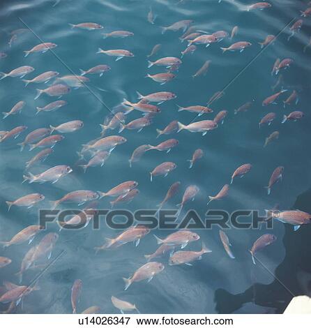 Stock Photo - Sea bream swimming in a fish farm. Fotosearch