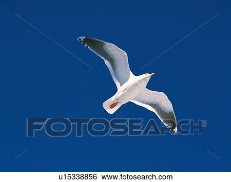 Sea gull flying overhead in a clear blue sky View Large Photo Image Stock Photograph - Sea gull flying overhead in a clear blue sky. Fotosearch