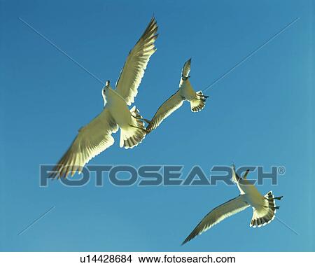 Picture - Sea gulls flying in a clear blue sky. Fotosearch