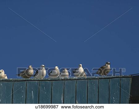 Stock Photo - Sea gulls sitting on a fence. Fotosearch