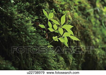 Stock Photo - Seedling growing surrounded by moss, Yaku Islands, Kagoshima Prefecture, Japan. Fotosearch
