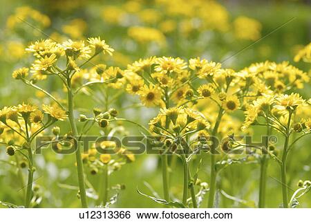 Senecio pierotii View Large Photo Image Stock Photograph - Senecio pierotii. Fotosearch