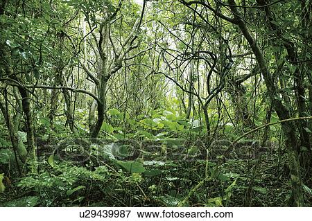 Shitoko banyan garden, Yaku Islands, Kagoshima Prefecture, Japan View Large Photo Image Stock Photo - Shitoko banyan garden, Yaku Islands, Kagoshima Prefecture, Japan. Fotosearch
