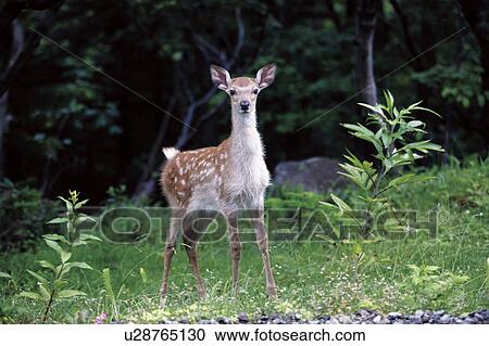 Sika deer fawn in a forest clearing View Large Photo Image Stock Image - Sika deer fawn in a forest clearing. Fotosearch