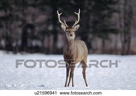 Sika deer standing in snow, Hokkaido, Japan View Large Photo Image Stock Image - Sika deer standing in snow, Hokkaido, Japan. Fotosearch
