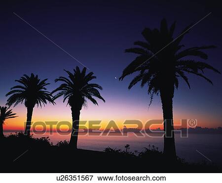 Stock Photo - Silhouetted palm trees by the ocean, Miyazaki, Miyazaki Prefecture, Japan. Fotosearch