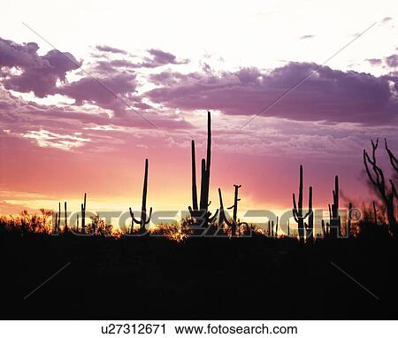 Silhouetted plants at sunset, Saguaro National Park, Arizona, USA View Large Photo Image Stock Image - Silhouetted plants at sunset, Saguaro National Park, Arizona, USA. Fotosearch
