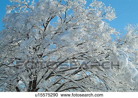 Silver frost in Takashima, Shiga Prefecture, Japan View Large Photo Image Stock Image - Silver frost in Takashima, Shiga Prefecture, Japan. Fotosearch