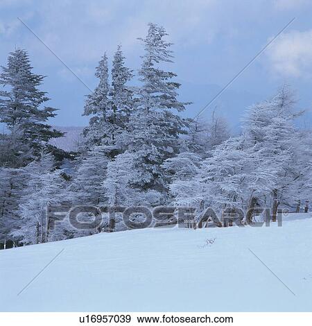 Stock Photo - Silver frost in Utsukushigahara, Nagano Prefecture, Japan. Fotosearch