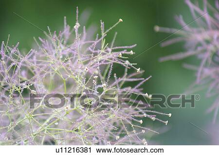 Smoke tree View Large Photo Image Stock Image - Smoke tree. Fotosearch