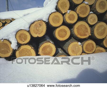 Snow covered Japanese cedar log View Large Photo Image Picture - Snow covered Japanese cedar log. Fotosearch