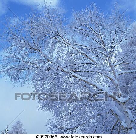 Snow-covered tree in Yamagata, Yamagata Prefecture, Japan View Large Photo Image Stock Photograph - Snow-covered tree in Yamagata, Yamagata Prefecture, Japan. Fotosearch