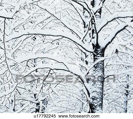 Stock Photography - Snow-covered trees. Fotosearch