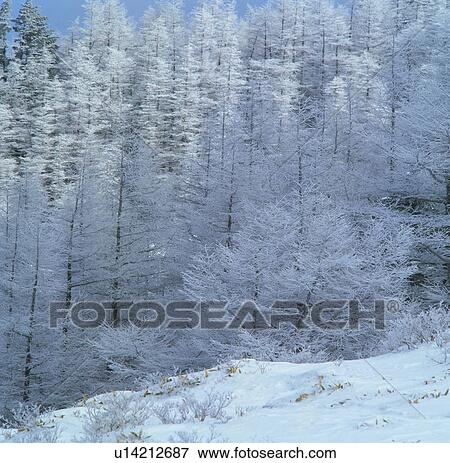 Stock Photo - Snow-coverred forest in Utsukushigahara, Nagano Prefecture, Japan. Fotosearch