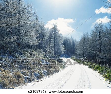 Snowy forest road View Large Photo Image Stock Photo - Snowy forest road. Fotosearch