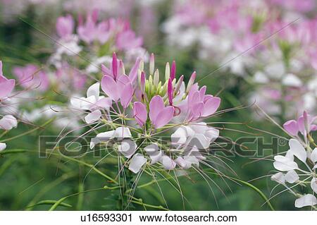 Stock Image - Spider flower. Fotosearch