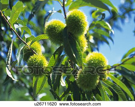 Spiky chestnuts growing on a branch View Large Photo Image Stock Image - Spiky chestnuts growing on a branch. Fotosearch