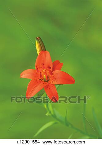 Picture - Star Lily, Hakone-machi, Kanagawa Prefecture, Japan. Fotosearch