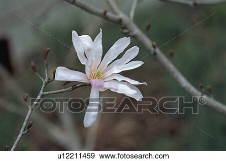 Star Magnolia View Large Photo Image Stock Photo - Star Magnolia. Fotosearch