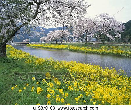 Stream surrounded by blossoming cherry trees and rapeseed flowers, Kinomoto-Machi, Shiga Prefecture, Japan View Large Photo Image Stock Image - Stream surrounded by blossoming cherry trees and rapeseed flowers, Kinomoto-Machi, Shiga Prefecture, Japan. Fotosearch