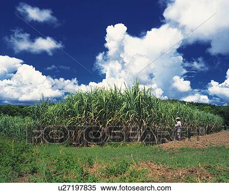 Sugarcane field in Nago, Okinawa Prefecture, Japan View Large Photo Image Stock Photography - Sugarcane field in Nago, Okinawa Prefecture, Japan. Fotosearch