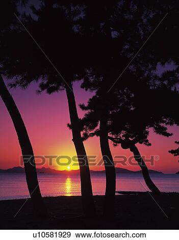 Sun setting over the ocean and silhouetted trees, Fukuoka Prefecture, Japan View Large Photo Image Stock Photo - Sun setting over the ocean and silhouetted trees, Fukuoka Prefecture, Japan. Fotosearch