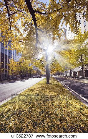 Stock Photo - Sun shining through an gingko tree on a street in Osaka, Japan. Fotosearch