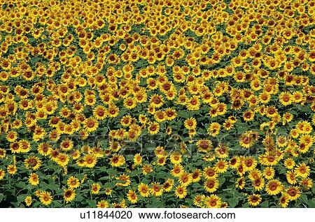 Sunflower field in Hokuto, Yamanashi Prefecture, Japan View Large Photo Image Stock Image - Sunflower field in Hokuto, Yamanashi Prefecture, Japan. Fotosearch
