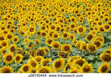 Picture - Sunflower field, Zama, Kanagawa Prefecture, Japan. Fotosearch
