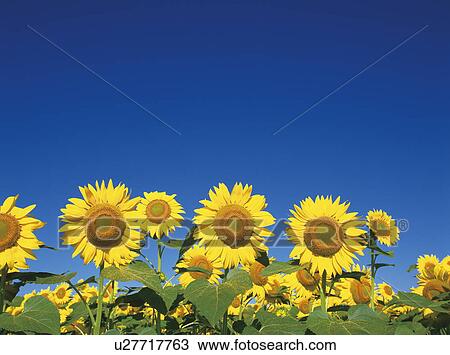 Stock Image - Sunflowers. Fotosearch