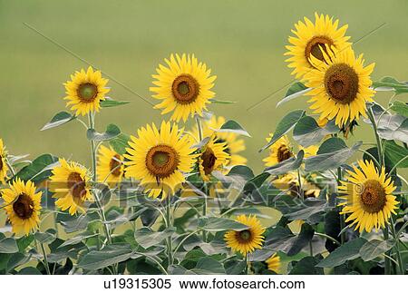 Stock Photography - Sunflowers. Fotosearch