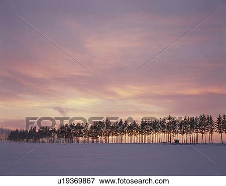 Sunrise over a snow covered field in Hokkaido, Japan View Large Photo Image Stock Photo - Sunrise over a snow covered field in Hokkaido, Japan. Fotosearch